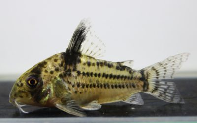 cf.トカンチンスシュワルツィ　カテテ（9）