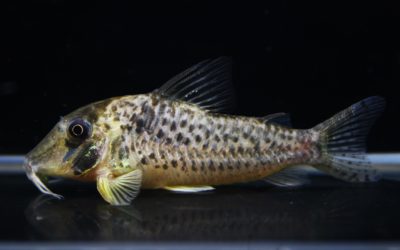 sp.LNジャカレアカンガ（1）