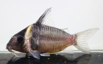 SLNレセックス（3）