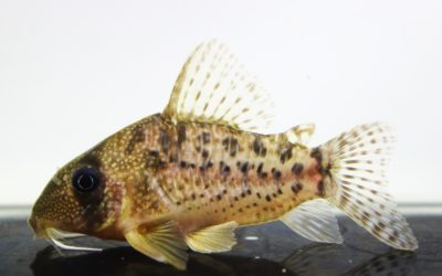 タイガーアンチェスター（24）