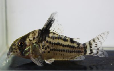 cf.トカンチンスシュワルツィ　カテテ（15）