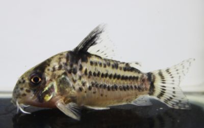 cf.トカンチンスシュワルツィ　カテテ（14）