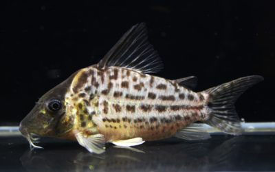 sp.ハイブリッドタパジョス（4）