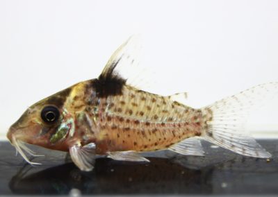 sp.SLNパトリック　コランタインリバー