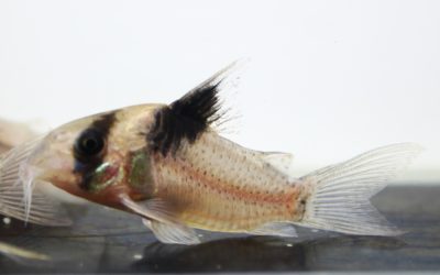 sp.パトリック　コランタインリバー