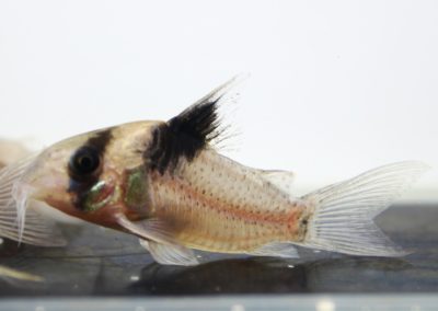 sp.パトリック　コランタインリバー