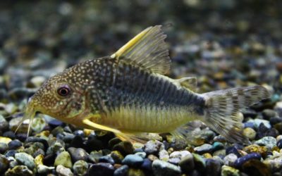 ファインスポットゴッセイ　Wild