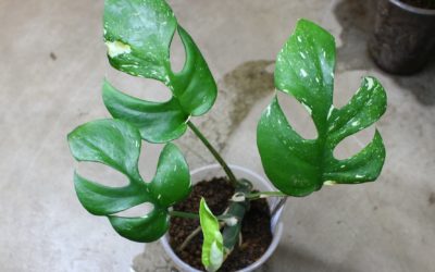 ラフィドフォラ　テトラスペルマ　タイコンステレーション