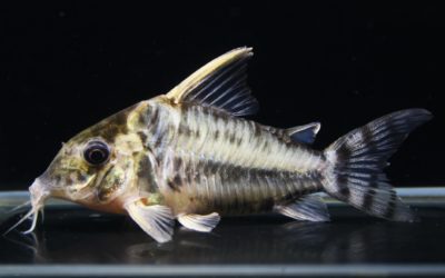 スーパープルケール　ラブレア（5）