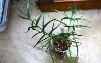 フィロデンドロン　ポリポディオイデス