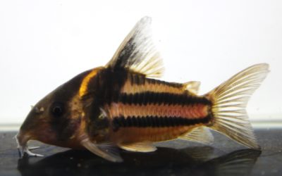 スーパーパラレルス（8）