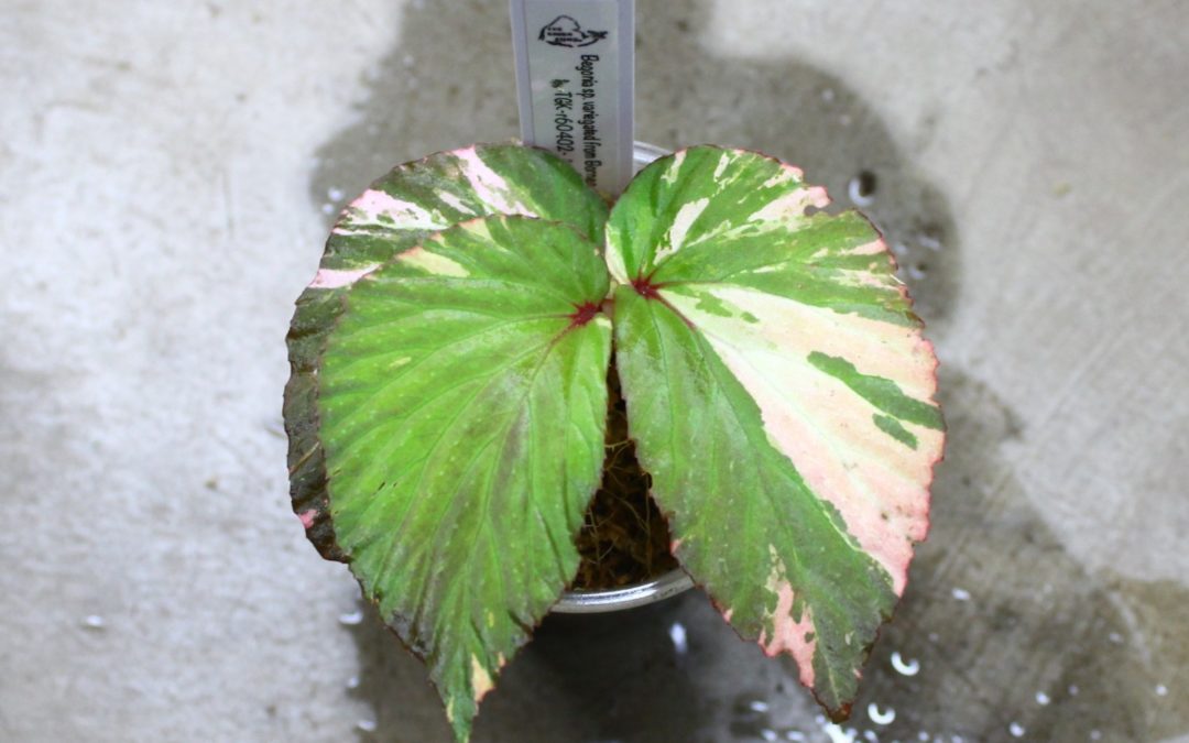 Begonia sp.variegated from Borneo