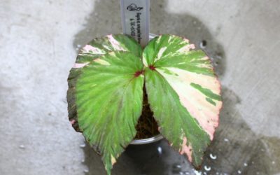 Begonia sp.variegated from Borneo