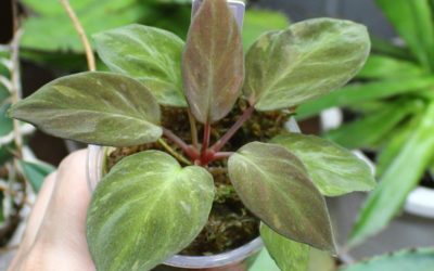 Homalomena humilis ‘Black Velvet’ variegated from Lingga