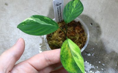 Homalomena sp. ‘Chamaecladon Clade Variegated’ from Sumatera Utara