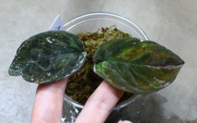 Homalomena sp. ‘Variegated’ Kalimantan Barat Nanga Mahap