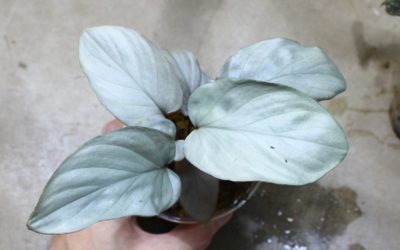 Homalomena sp.from Nanga Mahap