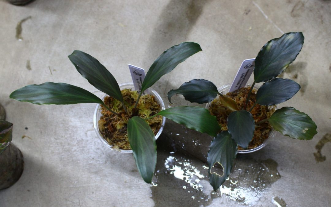 Homalomena sp.from Jawa Barat