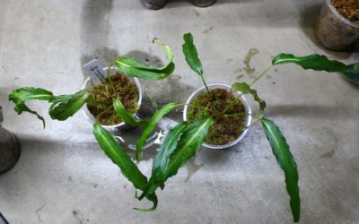 Homalomena sp.from Papua