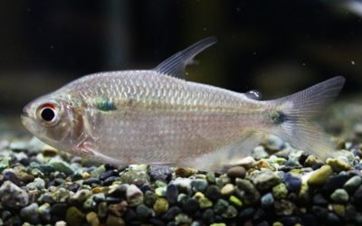 アスティアナックスsp．コラインタインリバー（2）