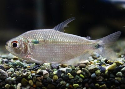 アスティアナックスsp．コラインタインリバー