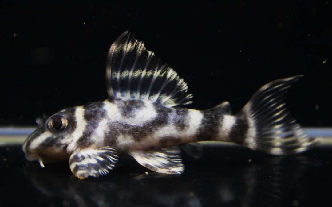 ♂L333スペシャルF1.5×♀F1.5　ダンプティブリード（12）