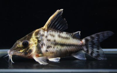 スーパープルケール　ショートボディ　ラブレア（6）