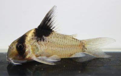 ビコロール　スリナム（1）