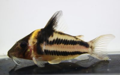 ビファシアータス（4）