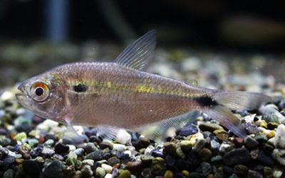 アスティアナックスsp.コラインタインリバー(1)