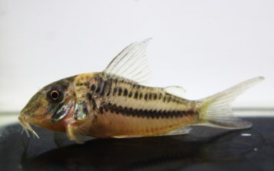 LNビファシアータス　ブリード（4）