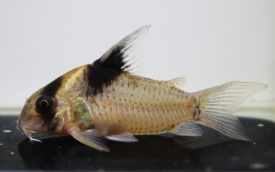 ビコロール　スリナム（2）