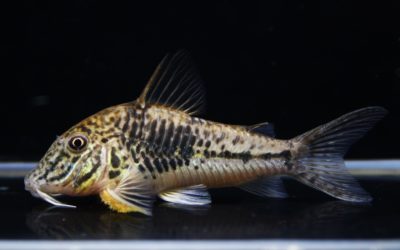 サラレンシス（2）