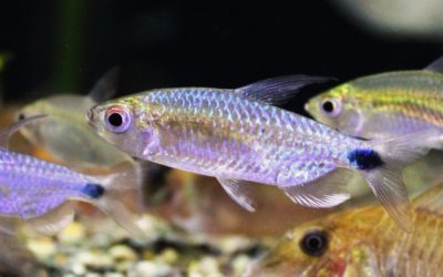 ブルーダイヤモンドコンゴテトラ Wild