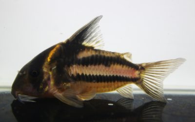 スーパーパラレルス（10）