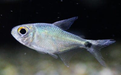 タイタンテトラ スリナム