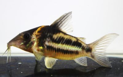 ビファシアータスVar.（1）