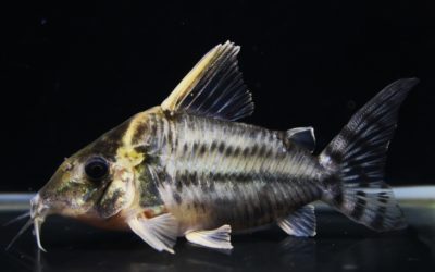 スーパープルケール　ショートボディ　ラブレア（3）