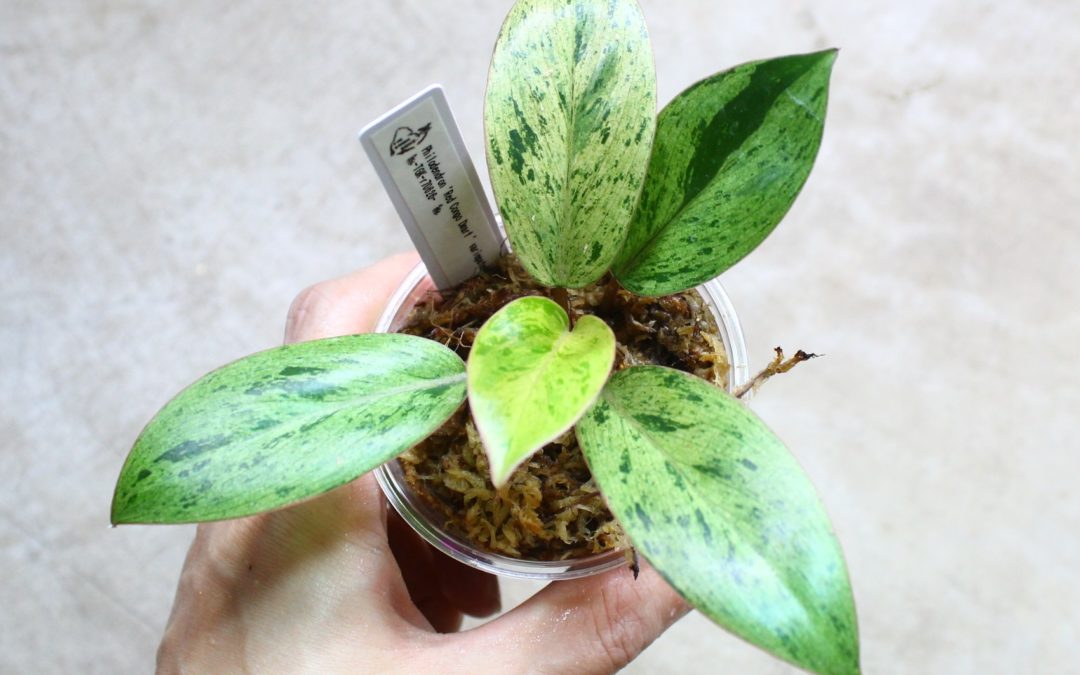 フィロデンドロン　レッドコンゴ　ドワーフ　斑入り