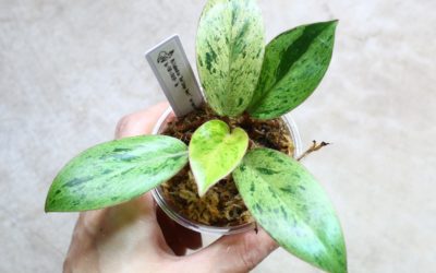 フィロデンドロン　レッドコンゴ　ドワーフ　斑入り