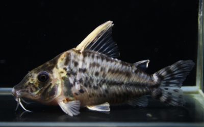 スーパープルケール　ショートボディ　ラブレア（4）