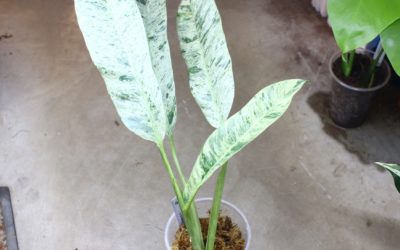 エピプレムナム　ギガンチウム　マーブル　斑入り