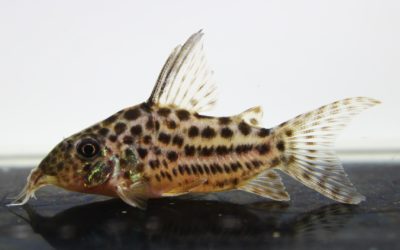 SLNラージスポットアラグアイエンシス　ブリード（7）