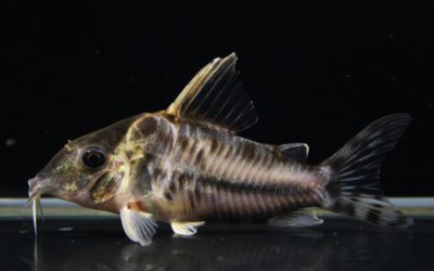 スーパープルケール　ラブレア（2）