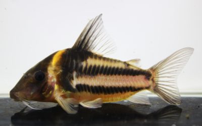 ビファシアータス（1）