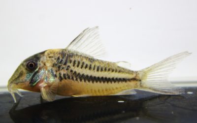 LNビファシアータス　ブリード（2）