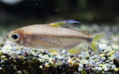 レインボーコンゴテトラ　ルケニ