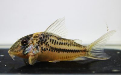 LNビファシアータス　ブリード（3）