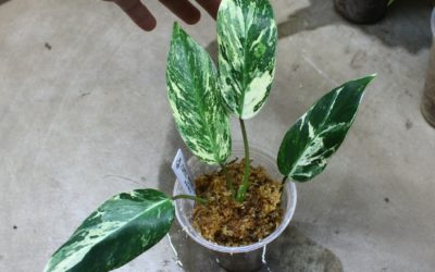 フィロデンドロン　エメラルドクィーン斑入り