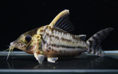 スーパープルケール　ショートボディ　ラブレア（5）